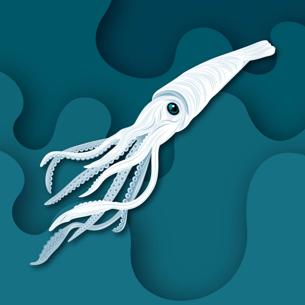 white squid illustration