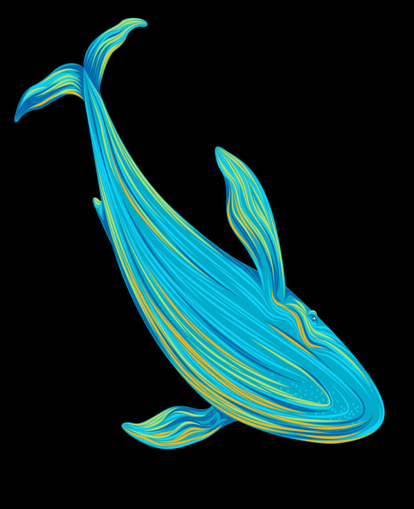 whale illustration